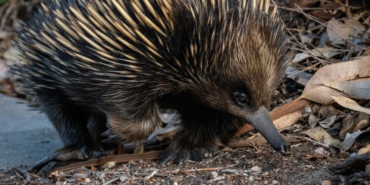 Reprodução: Pixabay