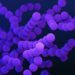 Foto: CDC/Unsplash