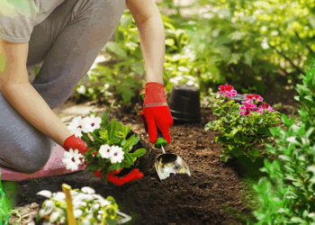 Especialistas em jardinagem dizem: você está deixando esse truque incrível passar