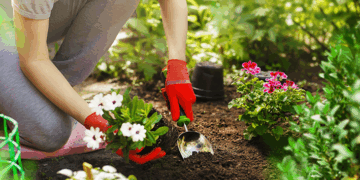 Especialistas em jardinagem dizem: você está deixando esse truque incrível passar