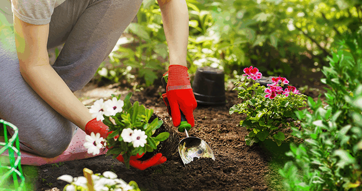 Especialistas em jardinagem dizem: você está deixando esse truque incrível passar