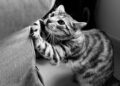 O que significa quando seu gato arranha os móveis sem parar