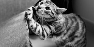 O que significa quando seu gato arranha os móveis sem parar