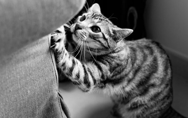 O que significa quando seu gato arranha os móveis sem parar