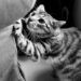 O que significa quando seu gato arranha os móveis sem parar