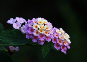 Reprodução: Pixabay
