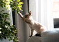 5 plantas perigosas que você não deve ter em casa com pets