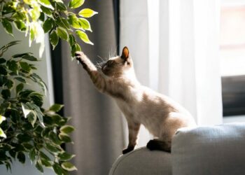 5 plantas perigosas que você não deve ter em casa com pets