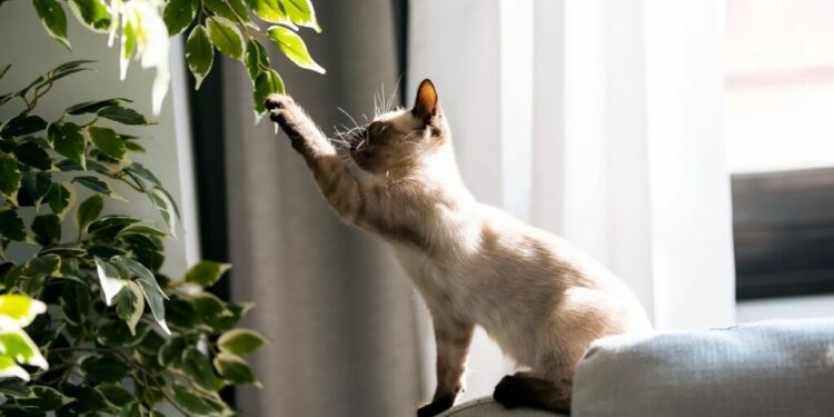5 plantas perigosas que você não deve ter em casa com pets
