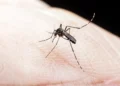 Descubra por que os mosquitos parecem preferir certas pessoas