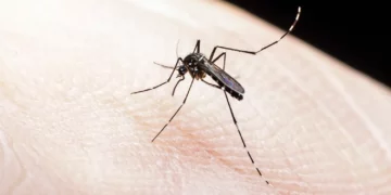 Descubra por que os mosquitos parecem preferir certas pessoas