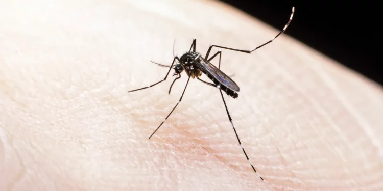 Descubra por que os mosquitos parecem preferir certas pessoas
