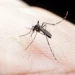 Descubra por que os mosquitos parecem preferir certas pessoas