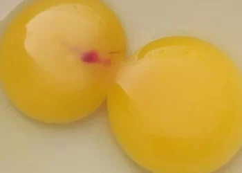 Especialistas explicam o que significa encontrar mancha vermelha no ovo