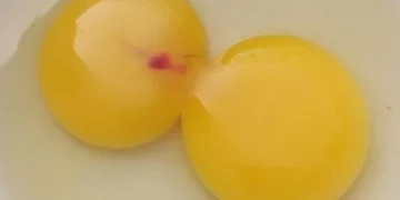 Especialistas explicam o que significa encontrar mancha vermelha no ovo