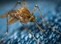 O segredo de vó que é perfeito para espantar mosquitos e moscas
