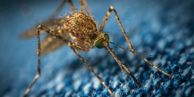 O segredo de vó que é perfeito para espantar mosquitos e moscas