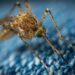 O segredo de vó que é perfeito para espantar mosquitos e moscas