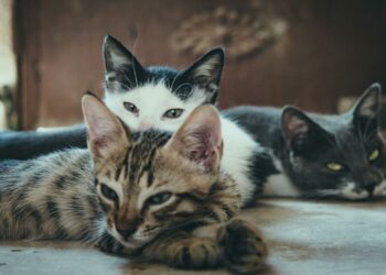 Cães e gatos podem causar multa de R$ 10 mil para os donos: Entenda o motivo