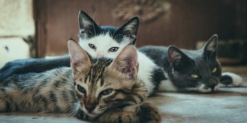 Cães e gatos podem causar multa de R$ 10 mil para os donos: Entenda o motivo
