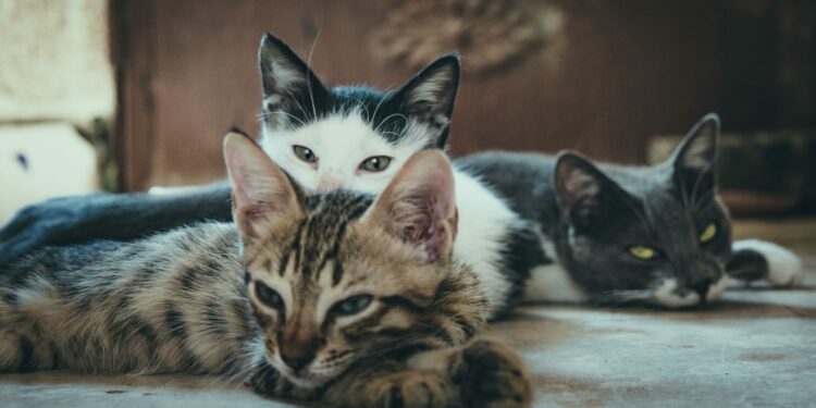 Cães e gatos podem causar multa de R$ 10 mil para os donos: Entenda o motivo