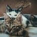 Cães e gatos podem causar multa de R$ 10 mil para os donos: Entenda o motivo