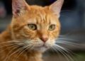 Gatos laranja: 6 curiosidades que explicam o comportamento