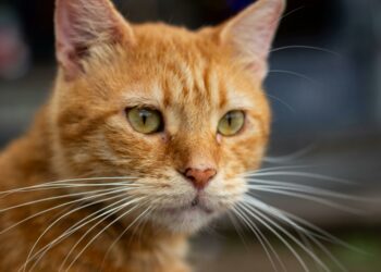 Gatos laranja: 6 curiosidades que explicam o comportamento