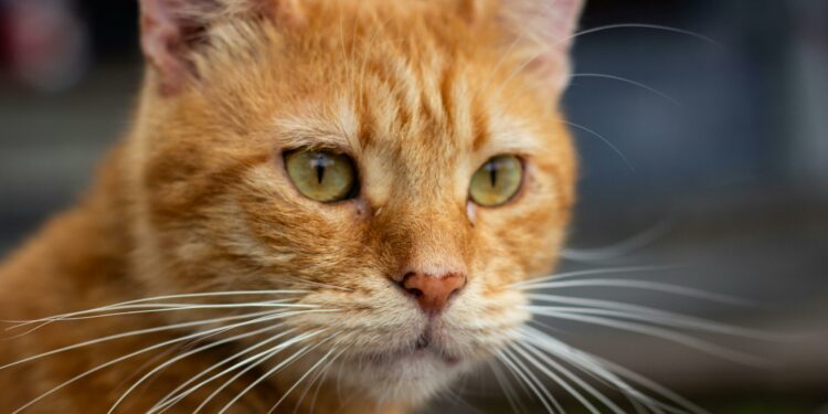 Gatos laranja: 6 curiosidades que explicam o comportamento