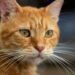 Gatos laranja: 6 curiosidades que explicam o comportamento