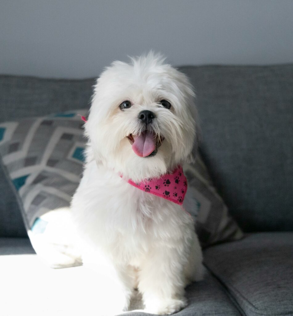 Shih Tzu