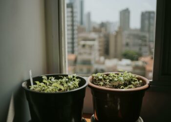 Cuidado com esta planta que pode prejudicar a energia do seu lar