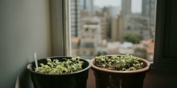 Cuidado com esta planta que pode prejudicar a energia do seu lar