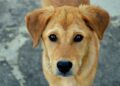 “Olhos de cachorro”: a tática dos cães para conquistar pessoas