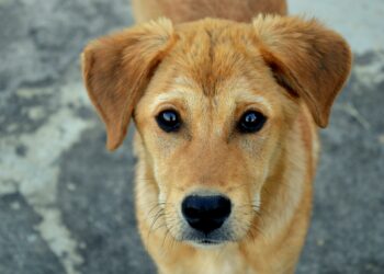 “Olhos de cachorro”: a tática dos cães para conquistar pessoas