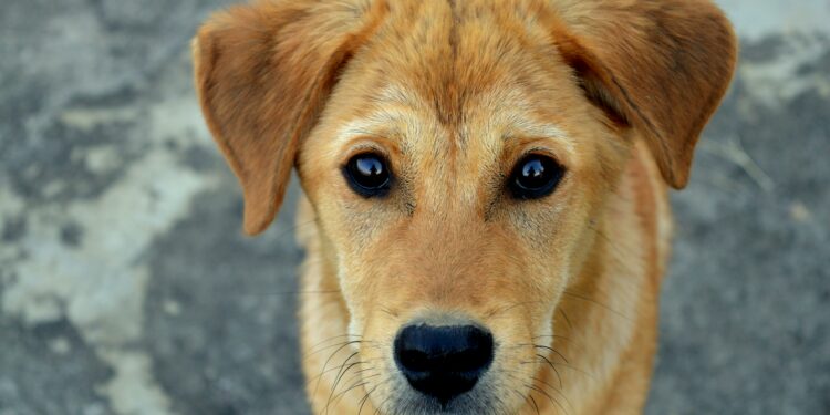 “Olhos de cachorro”: a tática dos cães para conquistar pessoas