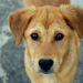 “Olhos de cachorro”: a tática dos cães para conquistar pessoas