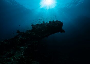 5 criaturas marinhas que você deve rezar para JAMAIS encontrar na praia