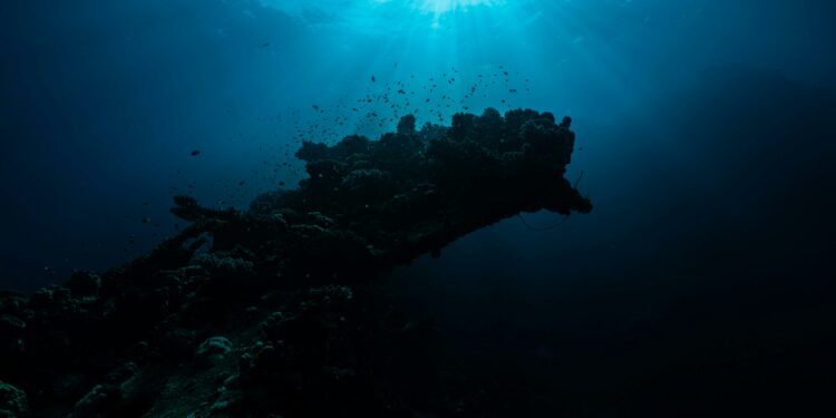 5 criaturas marinhas que você deve rezar para JAMAIS encontrar na praia
