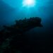 5 criaturas marinhas que você deve rezar para JAMAIS encontrar na praia