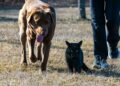 Cachorro e gato: Será que eles realmente entendem suas palavras?