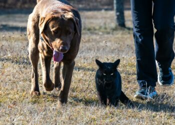 Cachorro e gato: Será que eles realmente entendem suas palavras?