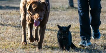 Cachorro e gato: Será que eles realmente entendem suas palavras?