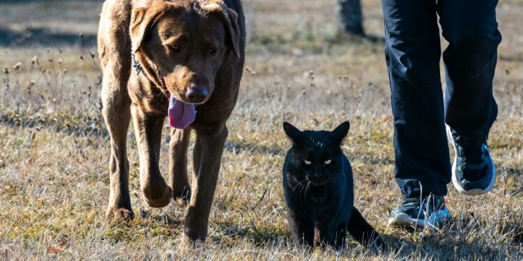 Cachorro e gato: Será que eles realmente entendem suas palavras?