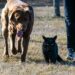 Cachorro e gato: Será que eles realmente entendem suas palavras?