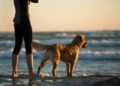 O que significa quando o seu cachorro não para te seguir?