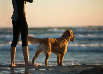 O que significa quando o seu cachorro não para te seguir?