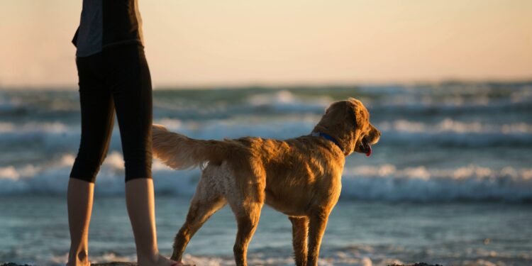 O que significa quando o seu cachorro não para te seguir?