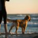 O que significa quando o seu cachorro não para te seguir?