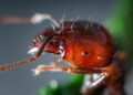 Foto: Jimmy Chan/Pexels